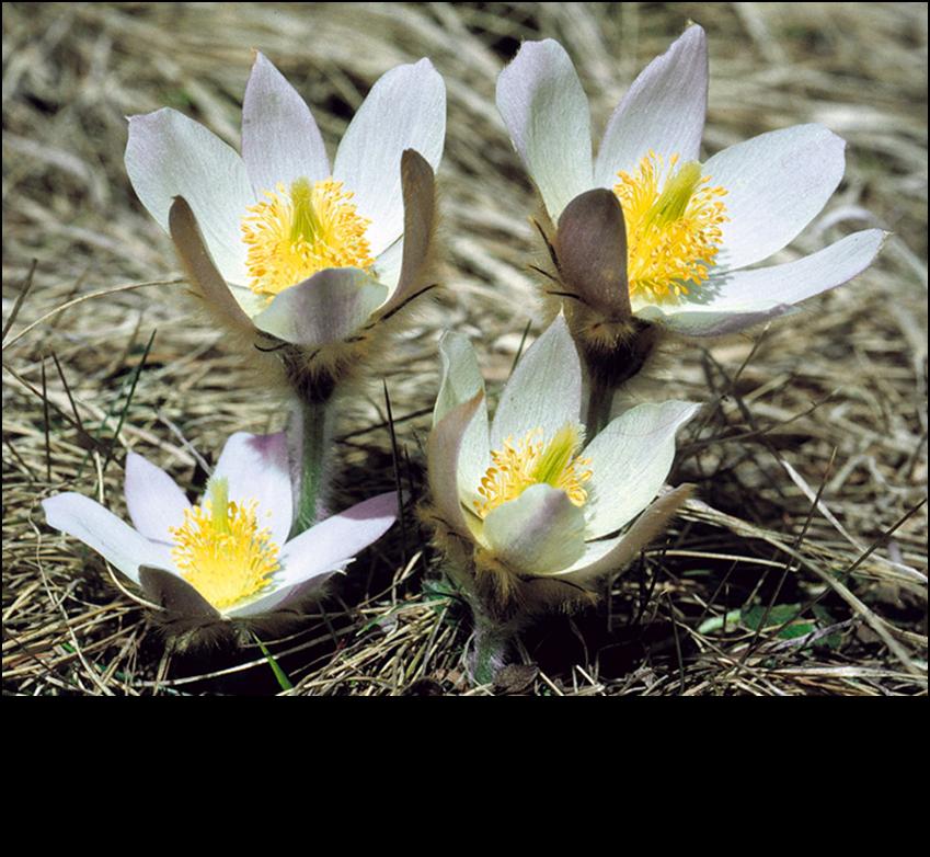 Pulsatilla vernalis / Anemone primaverile